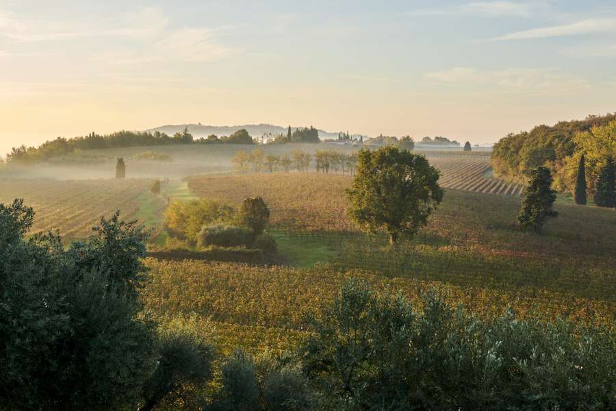 Vin et histoire