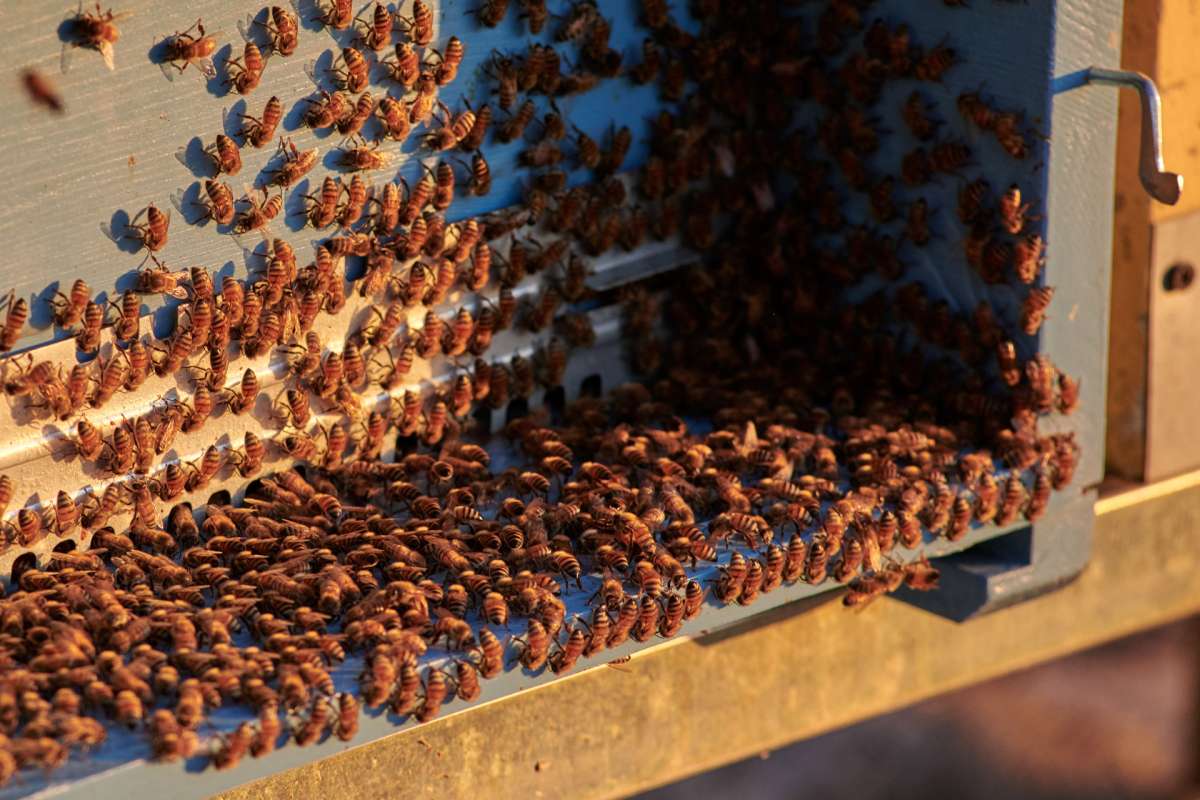 L'apiculture sur le domaine de Villa Cordevigo