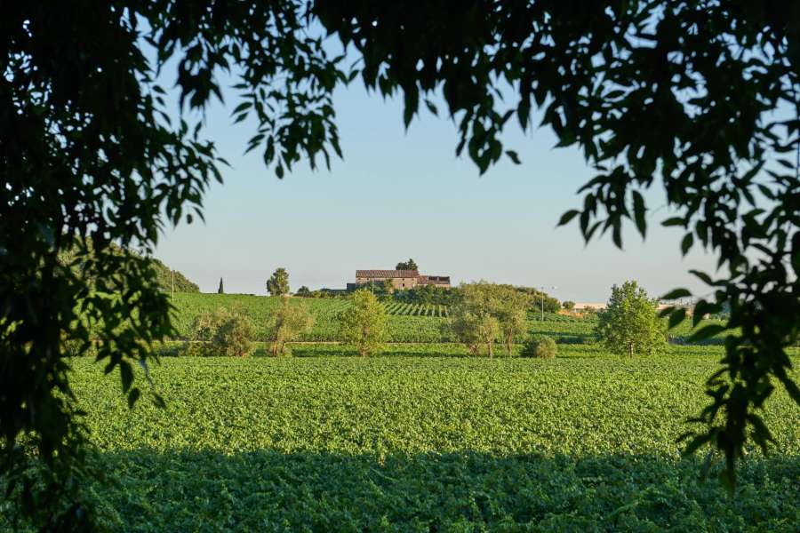 Vin et histoire